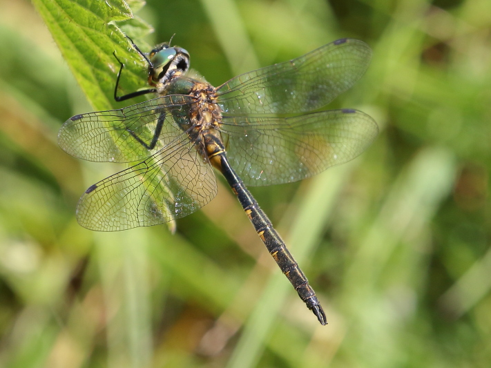 Somatochlora flavomaculata (Yellow-spotted Emerald) male 2.JPG